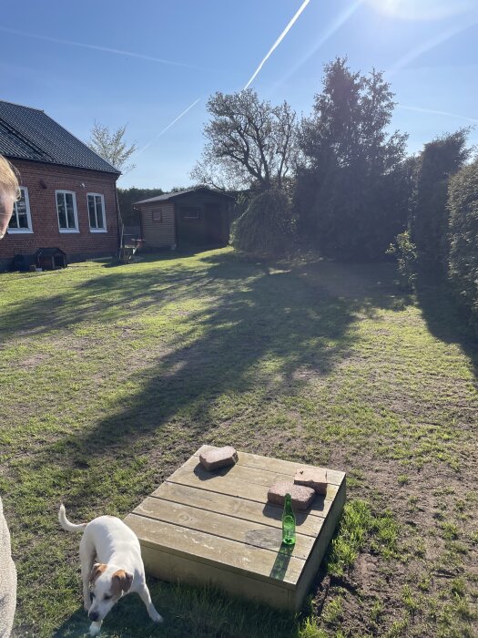 Välskött gräsmatta med en hund och altan i trädgård, klarblå himmel, tegelhus i bakgrunden.