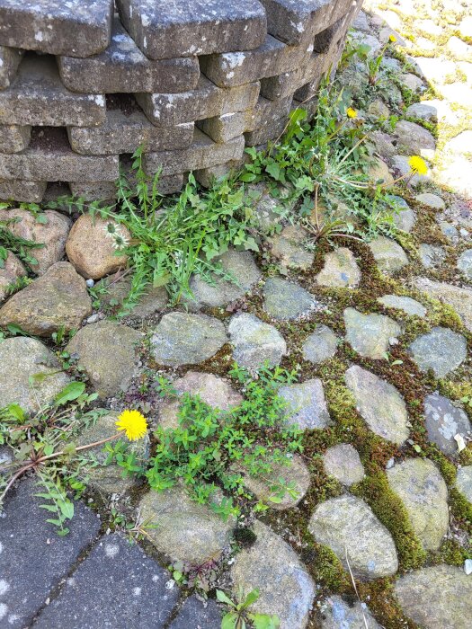 Stenlagd yta med ogräs och maskrosor växer mellan natursten och plattor. Finns glipor där växterna tar sig igenom.
