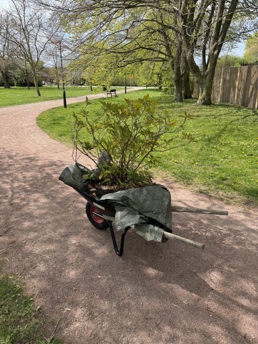 Skottkärra med en rhododendron täckt av presenning på en grusgång i en park med grönskande träd och gräsmatta i bakgrunden.