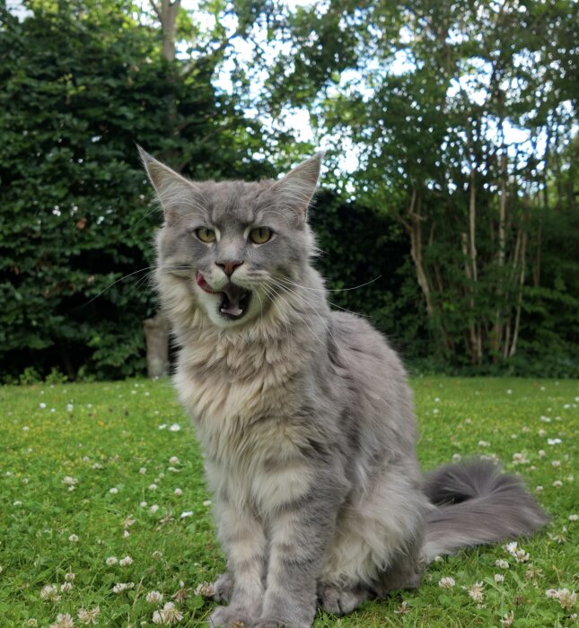 Grå katt ute på gräsmatta med gröna träd i bakgrunden, ser in i kameran med öppen mun.
