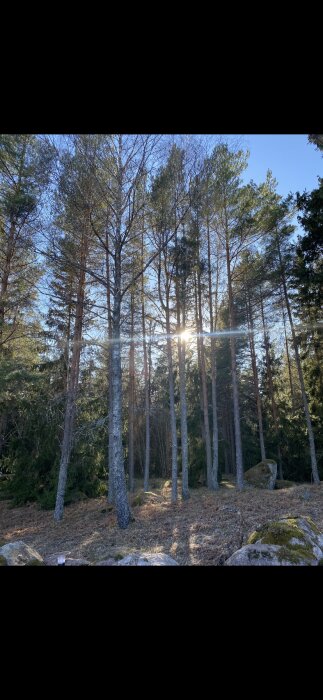 Höga tallar och granar i en solig skogsglänta, med solstrålar som bryter genom trädkronorna.