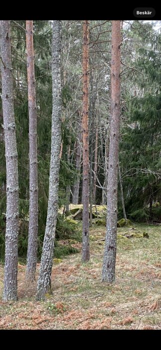 Skogsmiljö med tallar och grönt gräs.