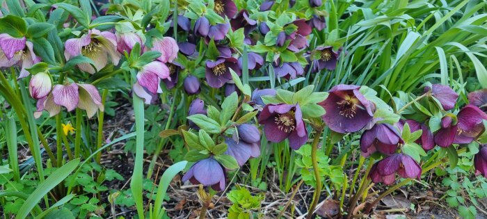 Lila julrosor i grön trädgård, blommande och spridande sig som ogräs.