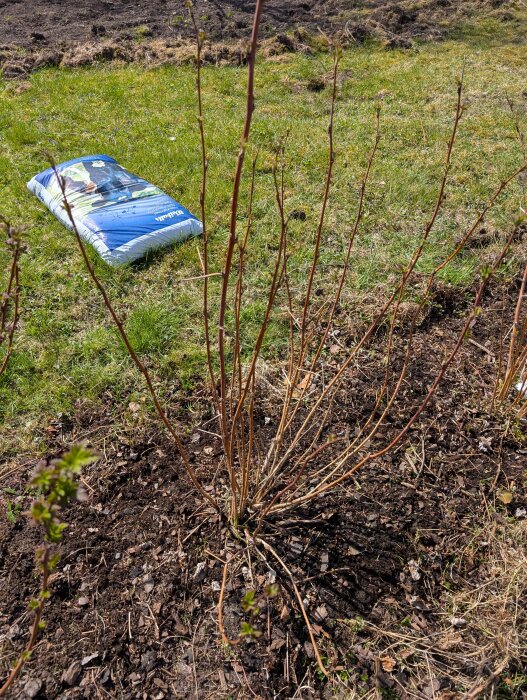 Hallonbuskar med flera grenar i jord, och en säck kogödsel på gräsmattan i bakgrunden.