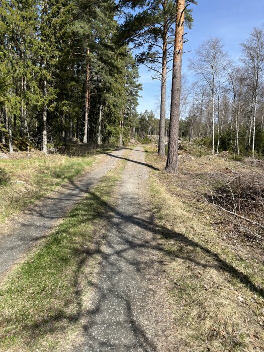 Grusväg genom skog med höga träd på båda sidor, varav några är barrträd. Skuggor av grenar syns på vägen. Solig dag med blå himmel.