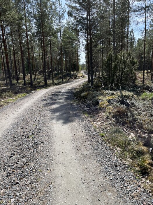 Grusväg genom en tallskog med ljusa fläckar av sol, omgiven av tät vegetation och en klar himmel i bakgrunden.