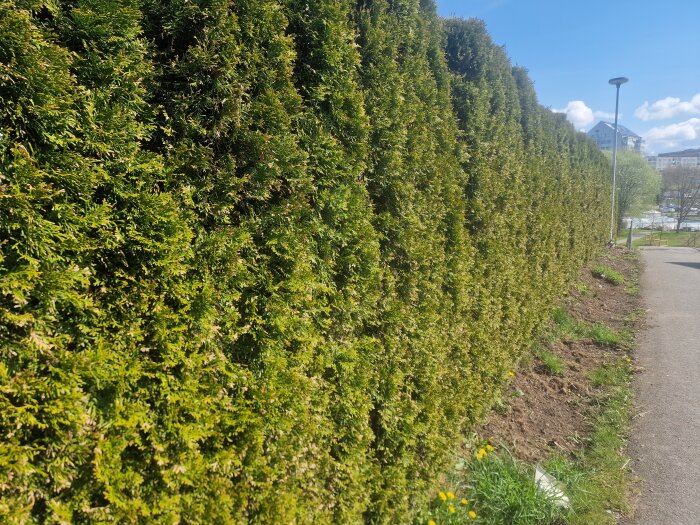 En tät, grön häck längs en trottoar under en klarblå himmel med några få moln i bakgrunden.