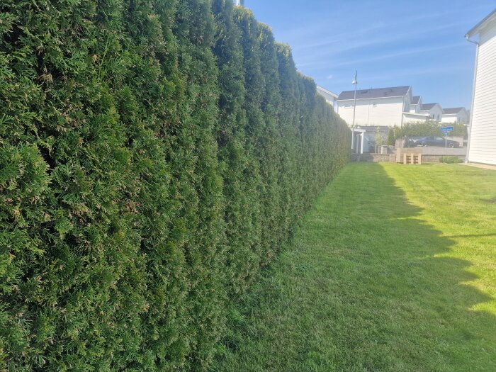 Grön och tät häck av thuja längs en välskött gräsmatta med hus och blå himmel i bakgrunden.