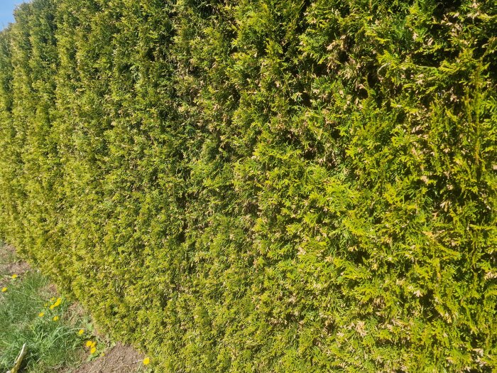 Grön och välmående tujahäck fotograferad från sidan i solsken, omgiven av gräs och maskrosor.