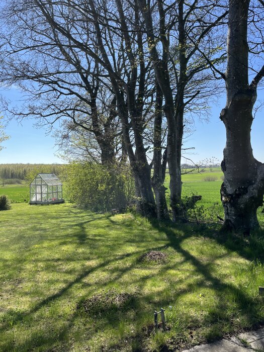 Lummig trädgård med träd och ett växthus i bakgrunden, grönt gräs och lövhögar under trädens skugga, solig dag med klarblå himmel.
