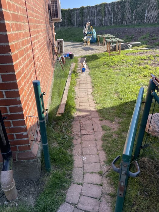Gångväg intill röd tegelvägg med gräs på sidorna, en skottkärra i bakgrunden och en hund med blå hink i munnen.