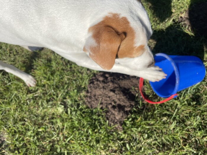 Hund gräver i en gräsmatta med en blå hink bredvid.