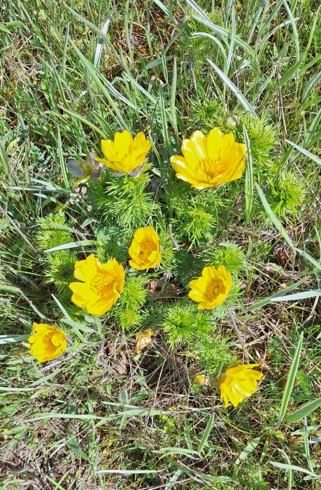 Gula våradonisblommor i det fria bland grönt gräs.