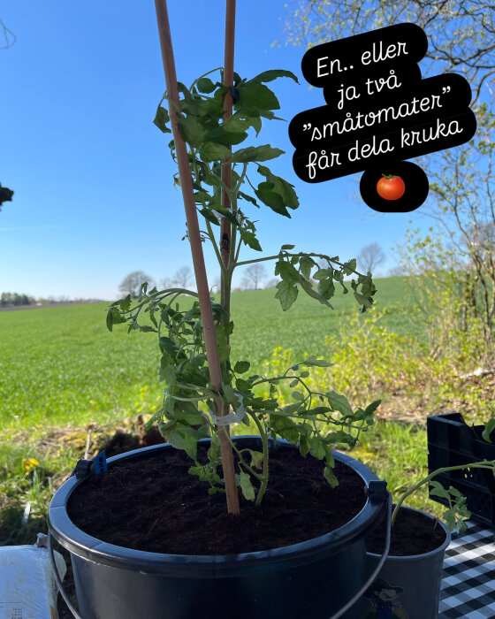 Två småtomatplantor i en självbevattnande hink, omgivna av grönska och himmel, med textdekoration som beskriver plantering.