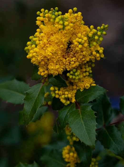 Gula blommor av järnek mot en bakgrund av gröna blad.