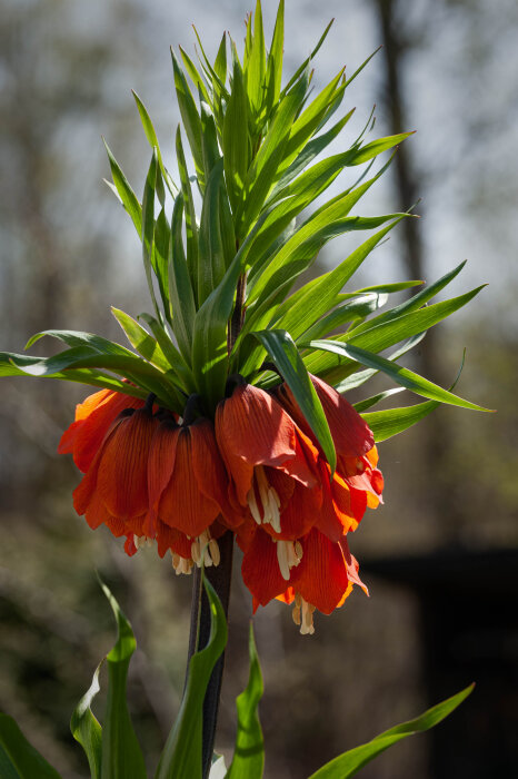 Kejsarkrona i full blom med sina klarröda, hängande blommor och gröna blad under en solig vårdag.