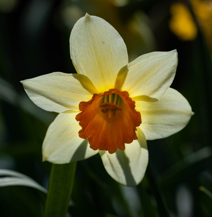 Narcissblomma i närbild med vita kronblad och orange trumpet.