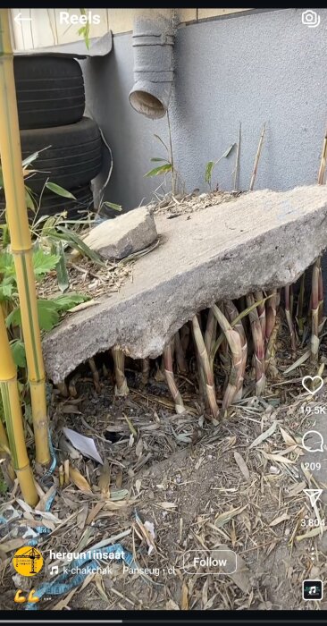 Bambuplantor som växer genom ett betongplatta och vissna löv bredvid ett avloppsrör och staplade däck.