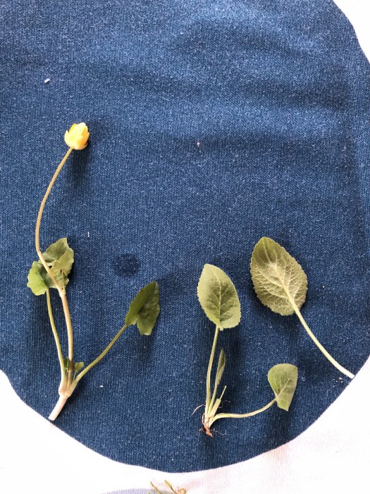 Toppklocka och svalört med blad upp till 5 cm på en blå bakgrund.