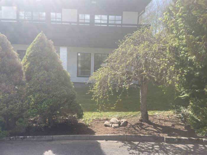 Framsida av hus med rabatt, granar och ett träd. Stenar och gräs synliga. Solbelyst, med fönster som bakgrund.