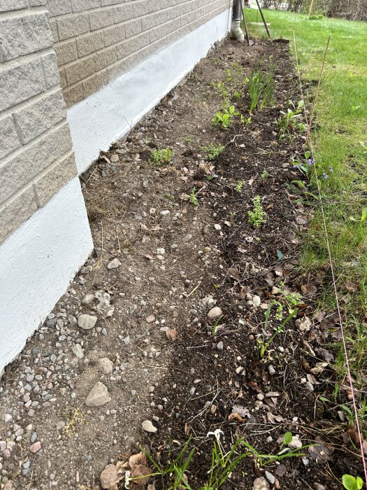 Grusig yta intill husfasad med några växter och gräsmatta vid sidan, stakar markerar linje mellan jord och gräs.