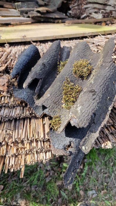 Gamla, böjliga takpappsbitar med kupor, delvis täckta av mossa, på en trave vass.