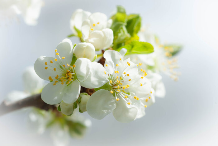 Vit blomning på plommonträdets grenar.