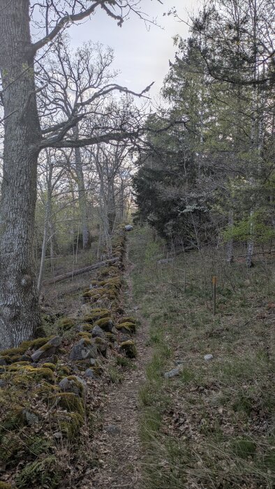 En skogsstig omgiven av träd, med en mossbelagd stengärdsgård som löper längs vänster sida.