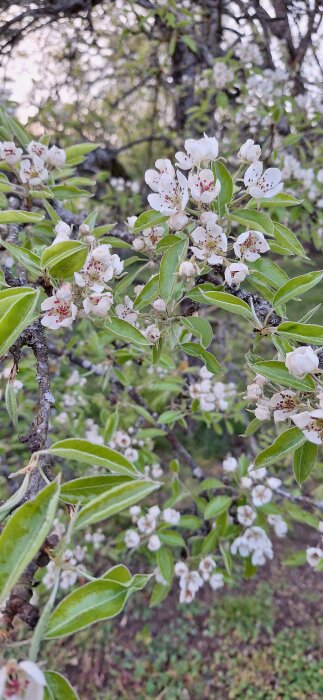 Blommande päronträd med vita blommor och gröna blad i en trädgård.