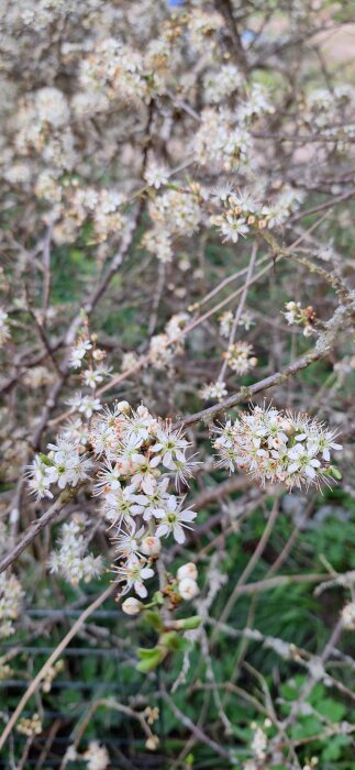 Blommande päronträd Slån med vita blommor och gröna blad mot en oskarp bakgrund.