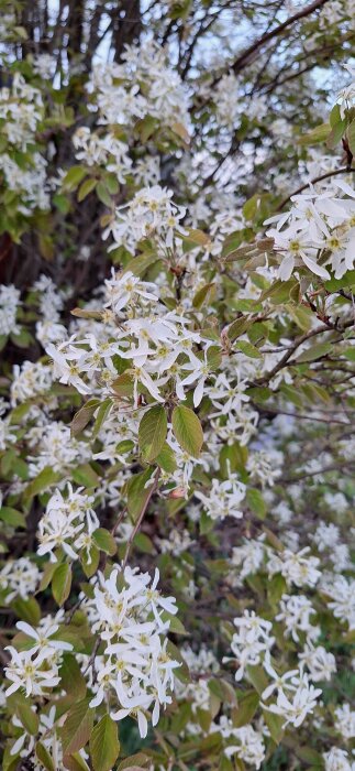 Buske av blommande häggmispel med vita blommor och gröna blad i närbild.