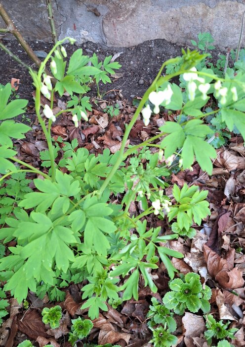 Löjtnatshjärta i blom bland gröna blad och bruna löv.
