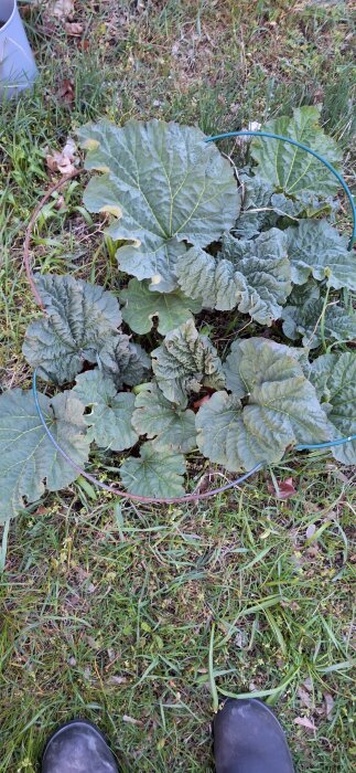 Rabarberplanta med stora gröna blad i trädgårdsmiljö med gräs i bakgrunden.