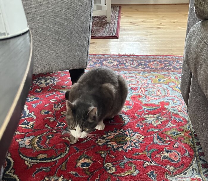 Katten söker efter mat på en mönstrad röd matta mellan en soffa och ett bord.