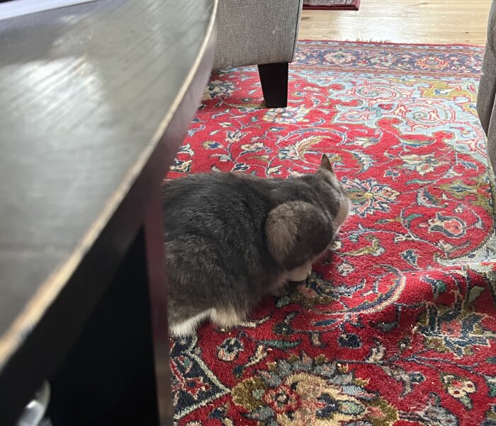 En grå katt som ligger på en röd orientmatta, med ryggen mot kameran.