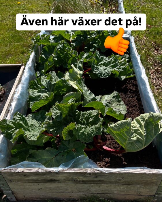 RabarbervĂ€xt i odlingslĂ„da med frodiga gröna blad och röda stjĂ€lkar, texten "Ăven hĂ€r vĂ€xer det pĂ„!" och en tumme upp-emoji syns ovanför.