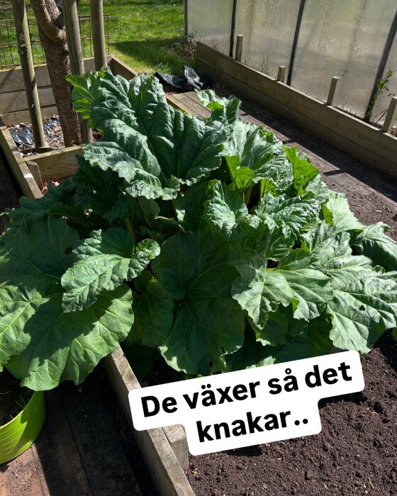 Rabarberplanta med stora gröna blad i en odlingslÄda, solbelyst och frodig.