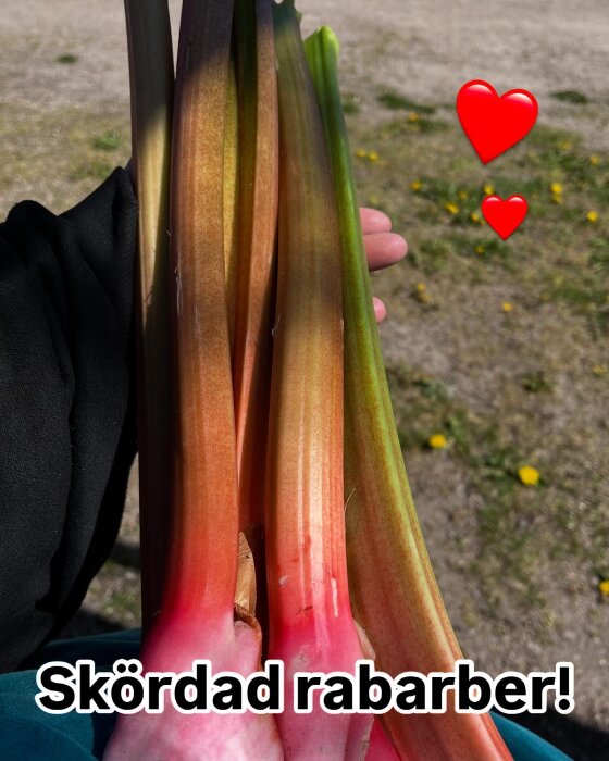 NÀrbild av nyplockade rabarberstjÀlkar i starkt solljus, hÄllna i en hand, med tvÄ röda hjÀrtan och texten "Skördad rabarber!".