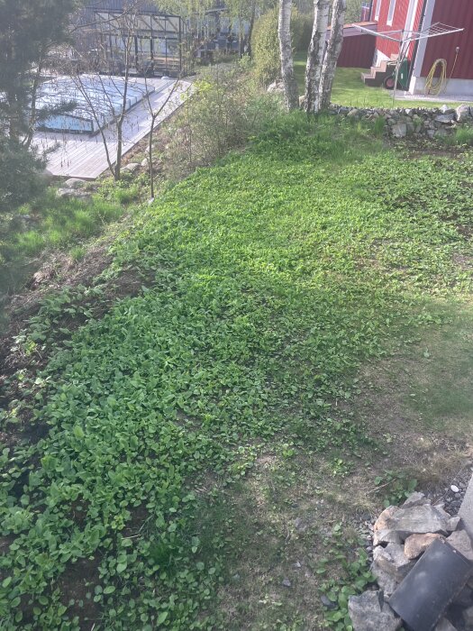 Grön yta av ogräs, troligen Tomtskräppa, växer på tomten bredvid ett rött hus. Bakgrunden visar en altan och träd.