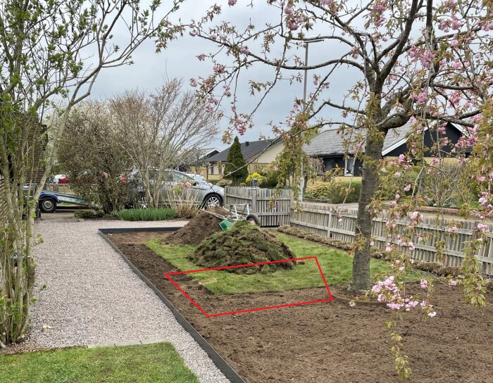 En gräsmatta med uppriven grässvål, ett blommande körsbärsträd till höger. En rödmarkerad rektangel syns på gräset. Grusgång till vänster.