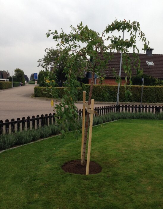 Körsbärsträd planterat i en trädgård bredvid en väg, med stöd i form av trästolpar.