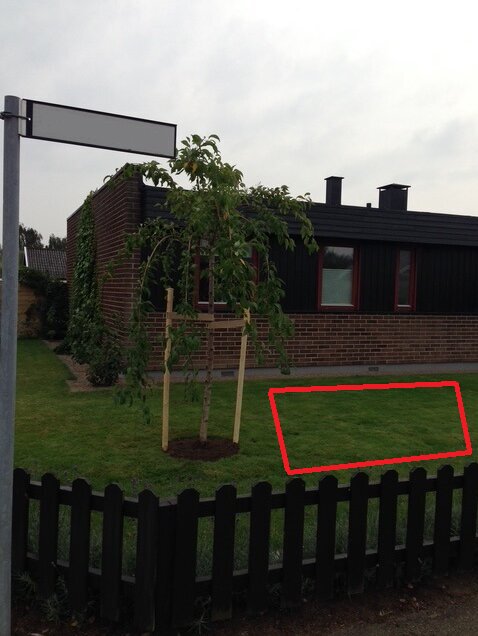 Körsbärsträd planterat nära ett hus, rödmarkerat område på gräsmattan där rötter nu hittas.