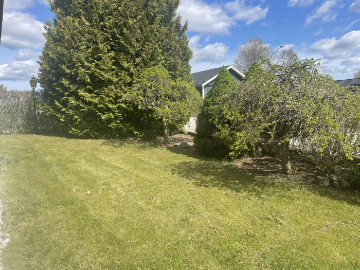 Trädgård med grönt gräs, buskar och träd. En lampa står vid sidan och ett hus syns i bakgrunden under blå himmel.