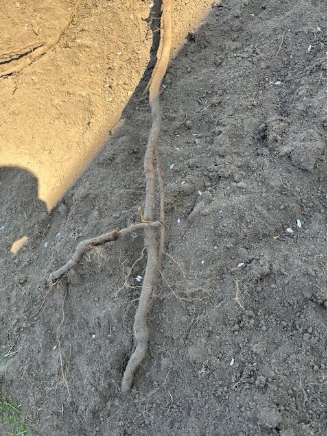 Bild av större rot som ligger på jordig mark, med mindre rötter som skjuter ut.