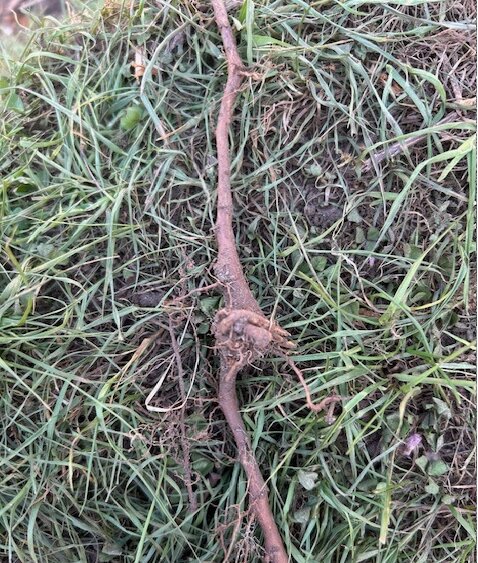Stor rot på mark täckt med gräs, där en mindre del verkar skjuta rotskott. Rötterna strålar samman i en klump i mitten.