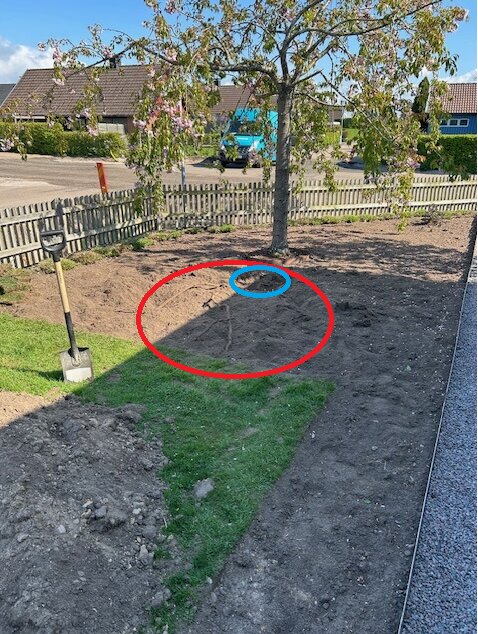 Översiktsbild av trädgård. Ett träd med rötter markerade av en röd cirkel, och två rötter sammanstrålar i en klump markerad av en blå cirkel. Spade synlig.