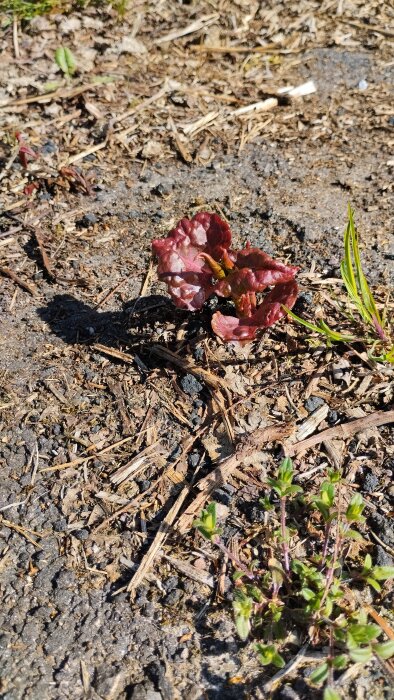 Bilden visar en rödaktig växt som växer ur marken på en uppfart, omgiven av grus och små gröna plantor.