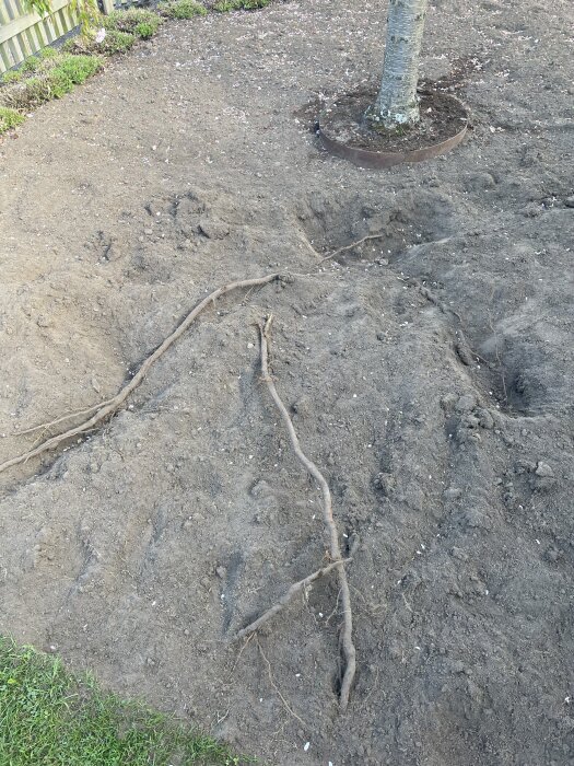 Jordyta med grävd grop och trädrötter nära ett träd; förberedd för plantering i en trädgårdsmiljö.