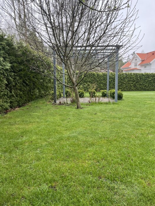 Äppelträd i trädgård med grön gräsmatta, lutande mot en häck, och ett hus i bakgrunden.