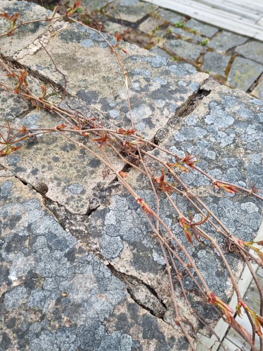Sprucken murad stengrill med mossa och klätterväxt; släppande murbruk syns tydligt bland stenar på en 30 år gammal grill.